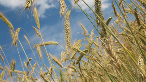 夏粮优质优价购销活跃 全国粮食主产区已累计收购小麦超3000万吨